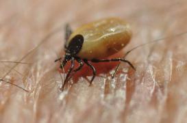 Lyme : 9 mois avec sursis requis au procès de Colmar