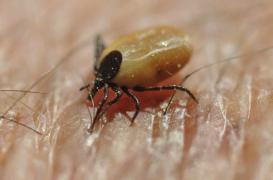 Maladie de Lyme : des anti-inflammatoires pour limiter les complications