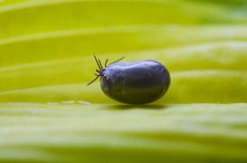 Tique : une bactérie inconnue découverte