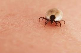 Maladie de Lyme : l'Inra appelle les Français à participer à la recherche 