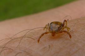 Espagne : un homme meurt après la piqûre d'une tique