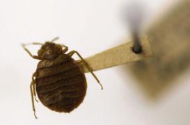 Maladie de Lyme : les chercheurs identifient une nouvelle bactérie