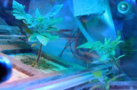 Espace : l’urine pourrait aider à cultiver des légumes sur Mars