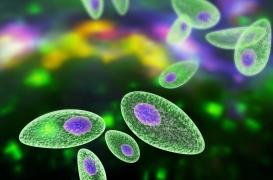  Viande mal cuite : la toxoplasmose pourrait augmenter les risques de cancer du cerveau 