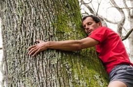 Sylvothérapie : prudence avant d’enlacer un arbre 