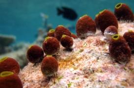 Consommer ces animaux marins peut inverser les signes du vieillissement