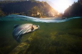 Pollution :  les résidus de méthamphétamine dans les cours d’eau rendent les truites accros 