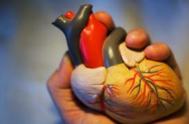 Infarctus : réparer le coeur grâce à un incubateur de cellules souches