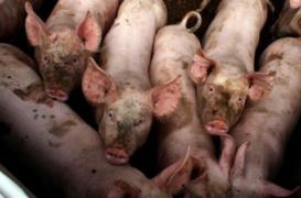 Charcuterie saisie en Corse :  attention à la trichinellose 