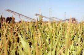 OGM : la recherche polluée par les conflits d’intérêt