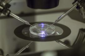 La justice interdit à une femme de récupérer ses embryons congelés