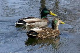 Grippe aviaire : 47 foyers dans les élevages du sud-ouest