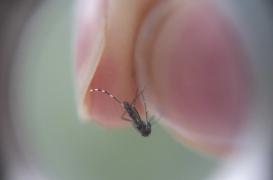 Zika : la Chine annonce son premier cas d'infection