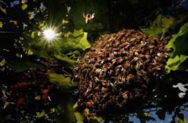 Brésil : le venin d'une guêpe utilisé contre le cancer