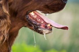 Un Allemand de 63 ans meurt d'une infection généralisée après avoir été léché par son chien