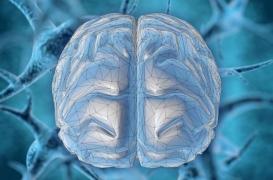 Coronavirus : les trois étapes d'atteinte du système nerveux par le SARS-CoV-2