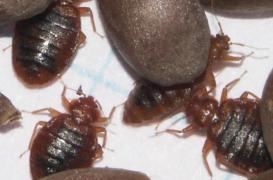 Punaises de lit : décès d’une femme aux Etats-Unis 