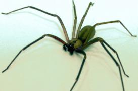 Araignée violoniste : un vacancier frôle l'amputation