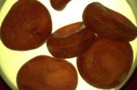 Sang synthétique : une production à plus grande échelle serait possible