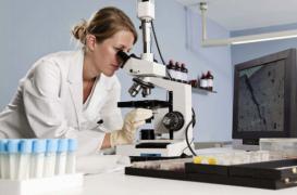 Flore intestinale : deux bactéries améliorent les effets des immunothérapies