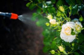 Pesticides : désormais interdits dans les parcs publics 