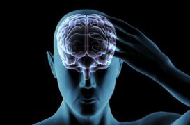 La forme physique influence la taille du cerveau à long terme