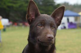 Rage : vacciner les chiens pour enrayer un fléau mondial