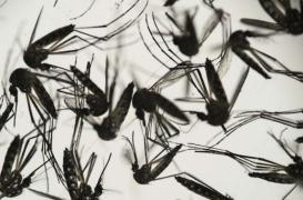 Zika : l'Institut Pasteur recommande les rapports sexuels protégés 