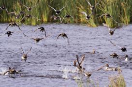 Grippe aviaire :  le vide sanitaire appliqué dans les Landes