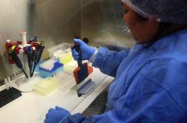 Zika : la course au vaccin est lancée