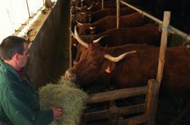 Vache folle : un espoir de traitement
