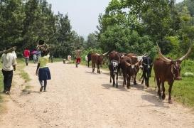 Zoonose : l'exemple de la Fièvre de la vallée du Rift