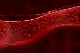 Obésité: les cellules des vaisseaux sanguins sont responsables d’une inflammation chronique