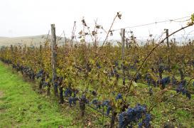 Gironde : 160 écoles exposées aux pesticides