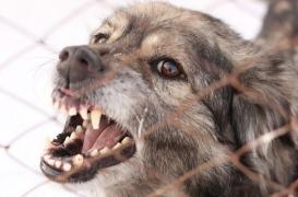 Rage : l’ONU veut l’éliminer d’ici 2030