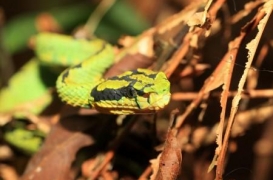 Vipères : une pénurie d'antivenins menace le Sud de la France