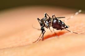 Dengue : 130 cas confirmés en Côte d'Ivoire 