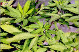 Etats-Unis : ouverture d'un parc de loisirs dédié au cannabis 