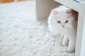 Les chats blancs ont plus de risques d'être sourd