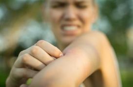 Connaissez-vous l’astuce de la feuille pour éloigner les moustiques ?