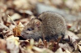 Peste : deux cas diagnostiqués au Nouveau-Mexique