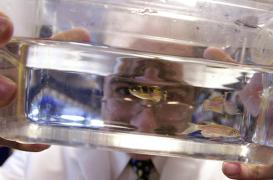 Cancer : des chercheurs assistent à la naissance de la première cellule 