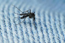 Zika : un homme de 81 ans atteint d'une affection grave au cerveau 