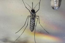 Colombie :  51 000 personnes infectées par le virus Zika 