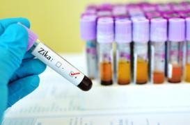 Zika : 12 600 personnes infectées en Martinique 