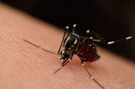 Zika flambe à Porto Rico