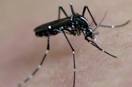 Zika : quatre cas autochtones potentiels aux Etats-Unis 