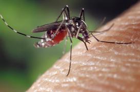 Zika : l'épidémie progresse aux Antilles et en Guyane