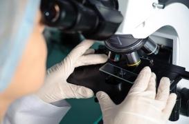 Le virus Zika pourrait détruire les tumeurs cérébrales