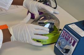 Zika : le virus cloné pour trouver un vaccin